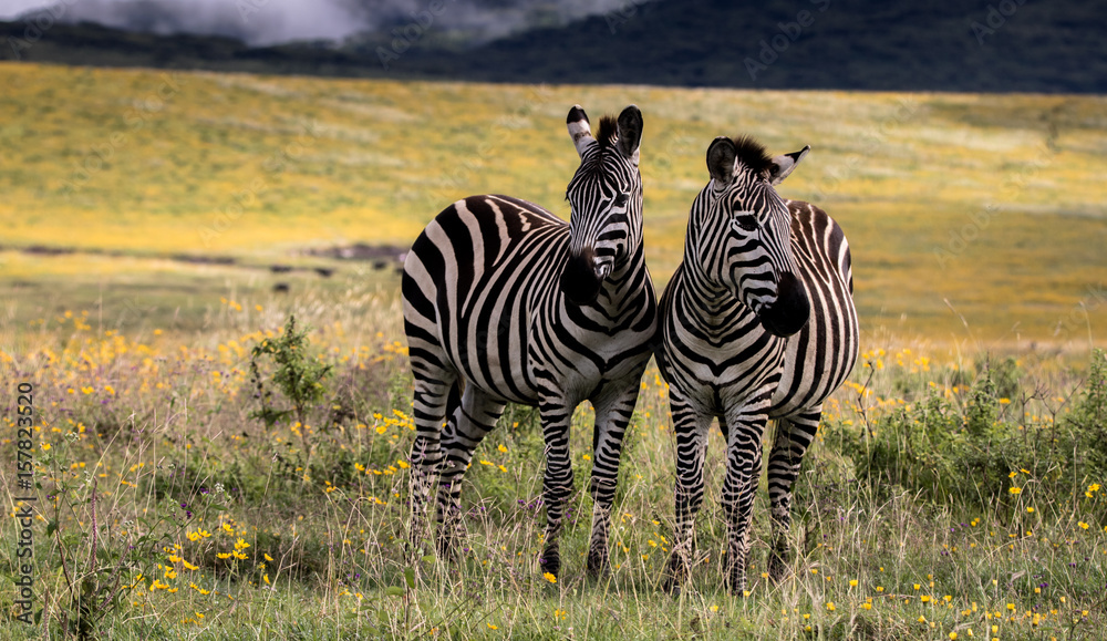Naklejka premium White Stripes or Black Stripes?