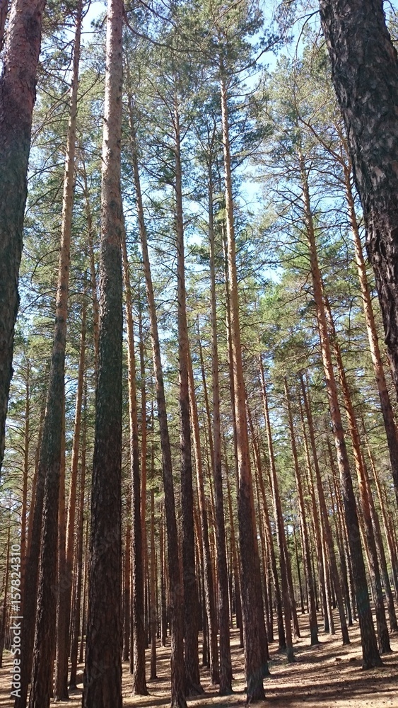 Pine forest Burabay