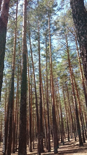 Pine forest Burabay