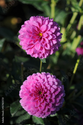 Dahlia  is a genus of bushy, tuberous, herbaceous perennial plants native to Mexico. 