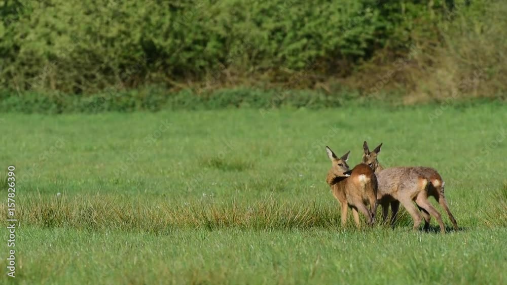 Rehe bei der Fellpflege, Wiese, Mai Rehe bei der Fellpflege, Wiese, Mai