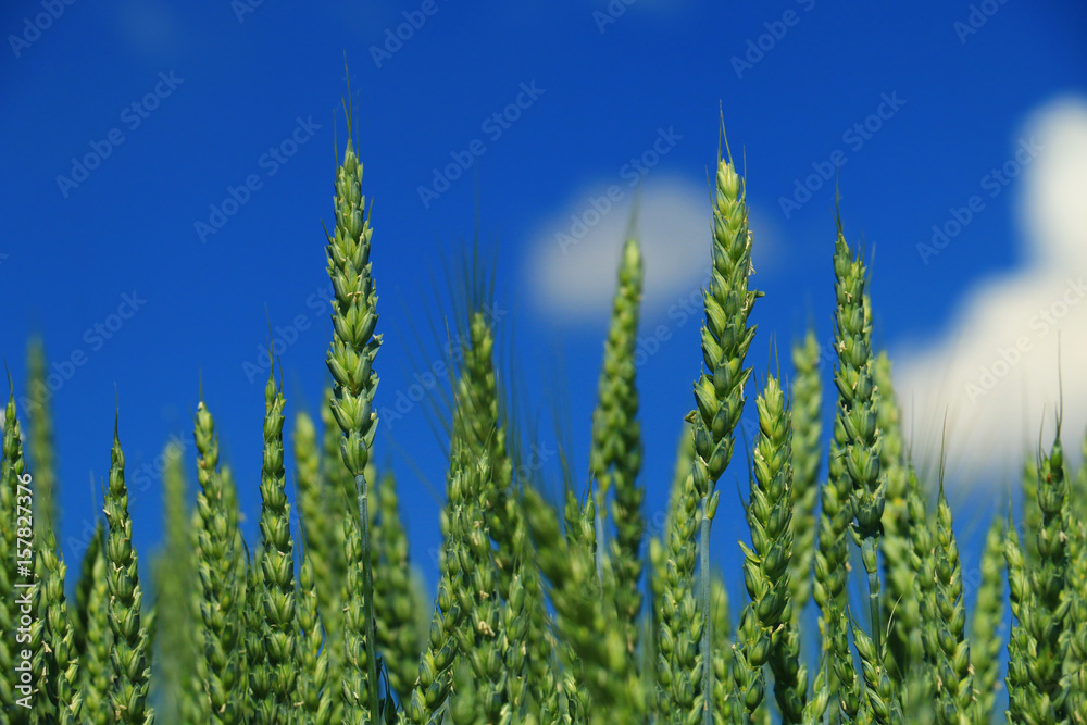 green wheat closeup