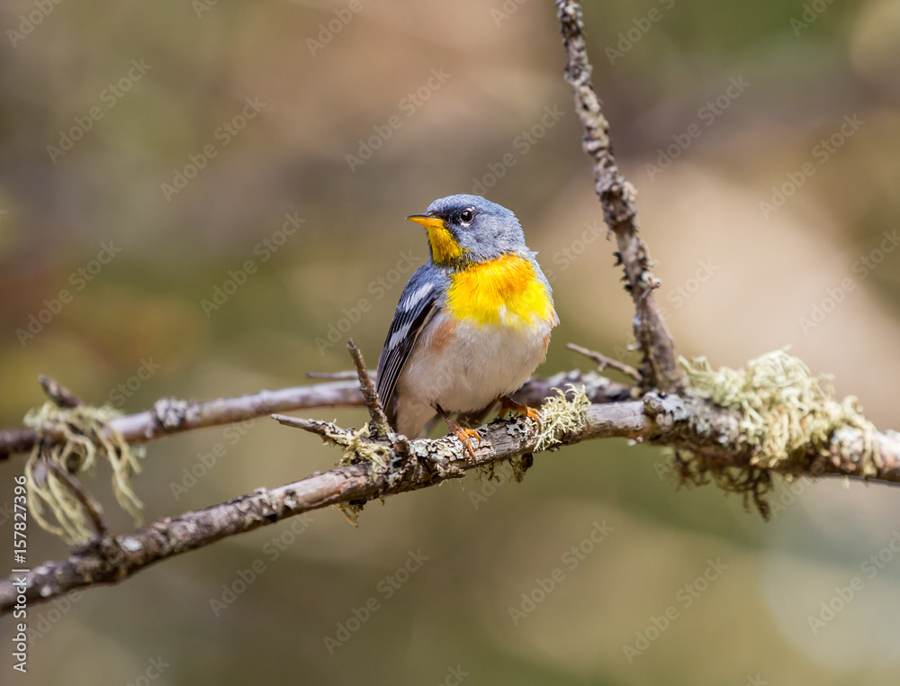 A small warbler of the upper canopy, the Northern Parula can be found in boreal forests of Quebec. It nests in Canada in June and July and after returns south to spend the winter.