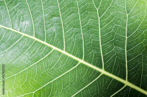 Fresh green bodhi leaf texture background