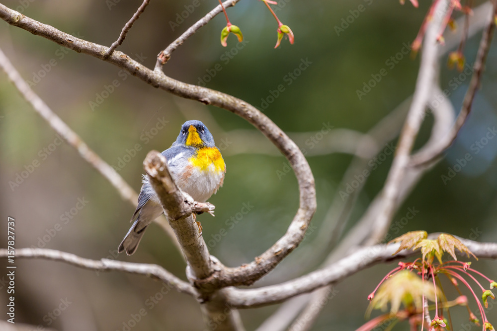 A small warbler of the upper canopy, the Northern Parula can be found in boreal forests of Quebec. It nests in Canada in June and July and after returns south to spend the winter. A small warbler of the upper canopy, the Northern Parula can be found in boreal forests of Quebec. It nests in Canada in June and July and after returns south to spend the winter.