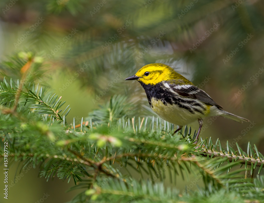 An abundant breeder of the northeastern boreal forests of Canada, the Black-throated Green Warbler is easy to recognize by sight and sound. Its dark black bib and bright yellow face. An abundant breeder of the northeastern boreal forests of Canada, the Black-throated Green Warbler is easy to recognize by sight and sound. Its dark black bib and bright yellow face.