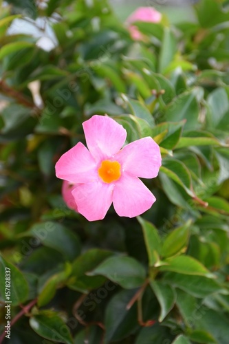 Isolated pink flower