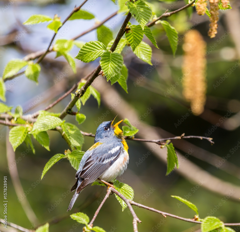 Obraz premium A small warbler of the upper canopy, the Northern Parula can be found in boreal forests of Quebec. It nests in Canada in June and July and after returns south to spend the winter.