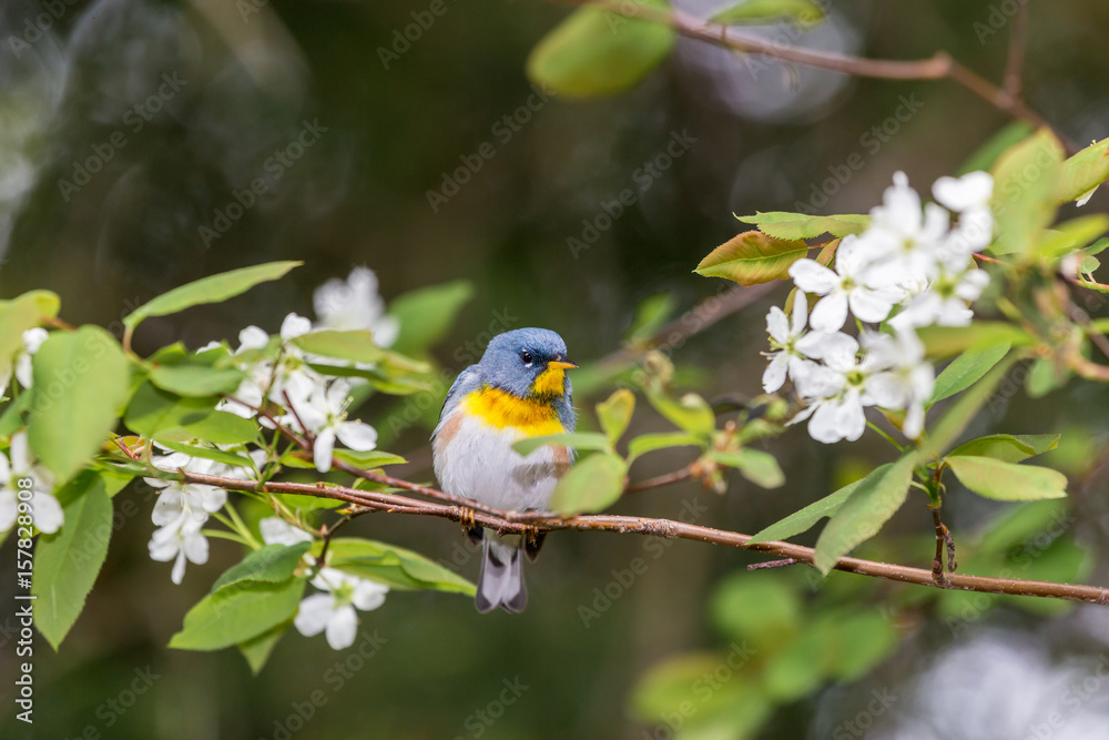 Fototapeta premium A small warbler of the upper canopy, the Northern Parula can be found in boreal forests of Quebec. It nests in Canada in June and July and after returns south to spend the winter.