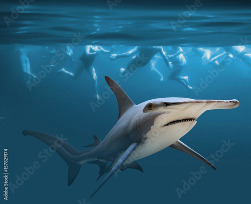 Hammerhead shark near group of swimmers. Health and life insurance theme. Enjoy summer holidays in tropical destinations.