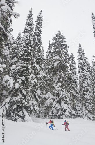 Skiers in the snowed forrest of Roger pass during winter - British Columbia - Canada