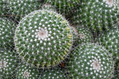 Close up of Cactus in the garden