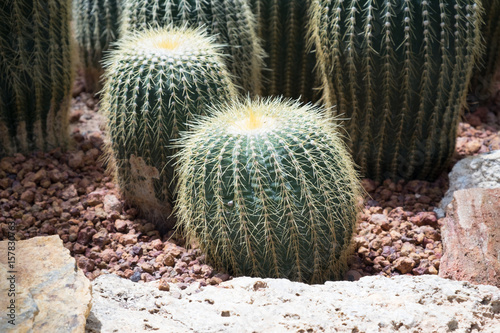 Parodia schumanniana is a perennial globular to columnar cactus photo