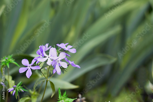 Floral background