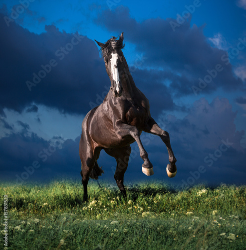 Fototapeta Naklejka Na Ścianę i Meble -  Black horse with white line in the face on the grass on dark blue clouds background