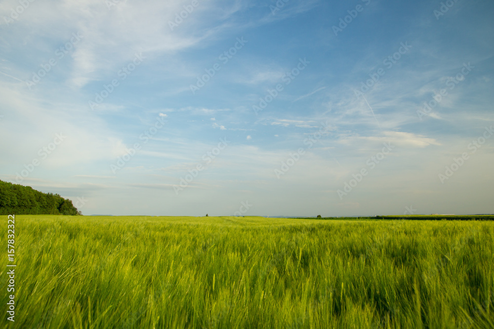 Green fields of grain at springtime with blue sky and forest