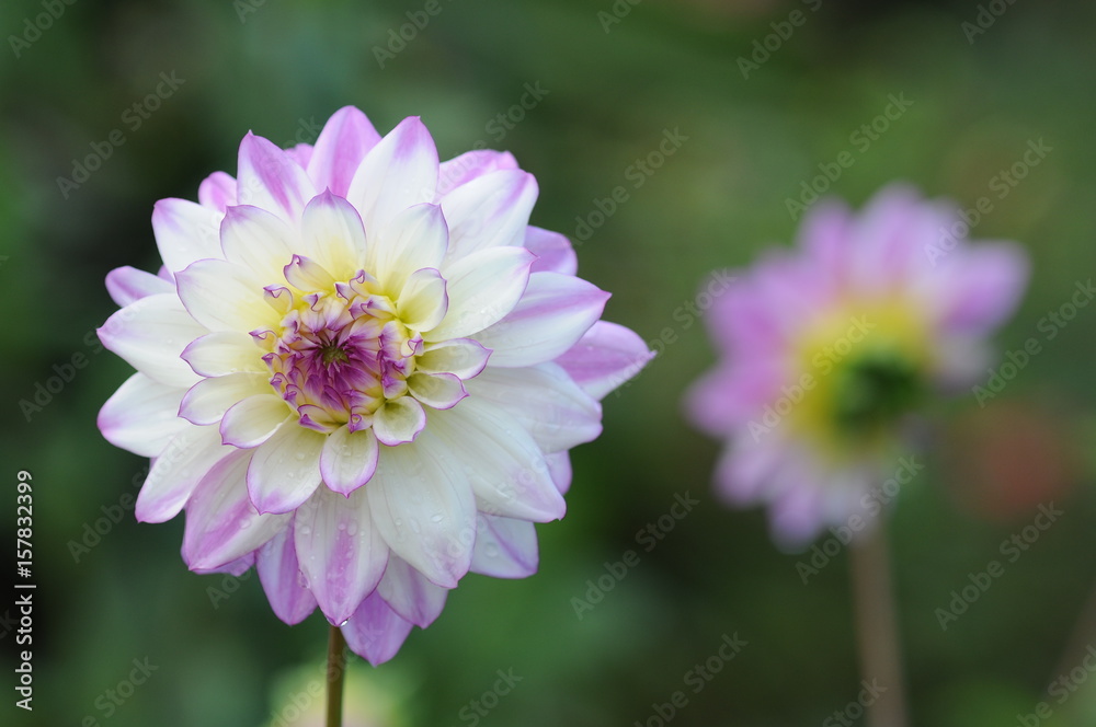 Dahlia is a genus of bushy, tuberous, herbaceous perennial plants native to Mexico. Dahlia is a genus of bushy, tuberous, herbaceous perennial plants native to Mexico.