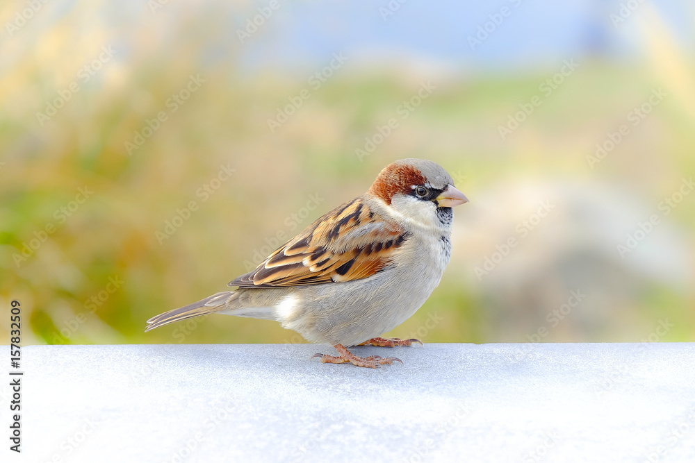 A Sparrow, New Zealand A Sparrow, New Zealand