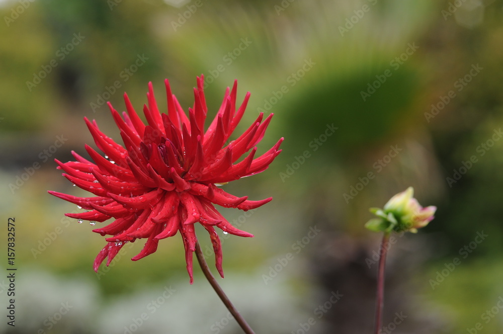 Dahlia is a genus of bushy, tuberous, herbaceous perennial plants native to Mexico. Dahlia is a genus of bushy, tuberous, herbaceous perennial plants native to Mexico.