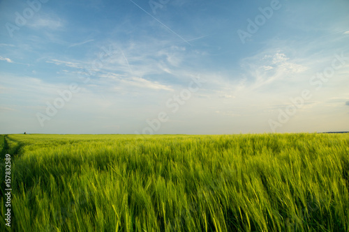 Green fields of grain at springtime with blue sky at dawn