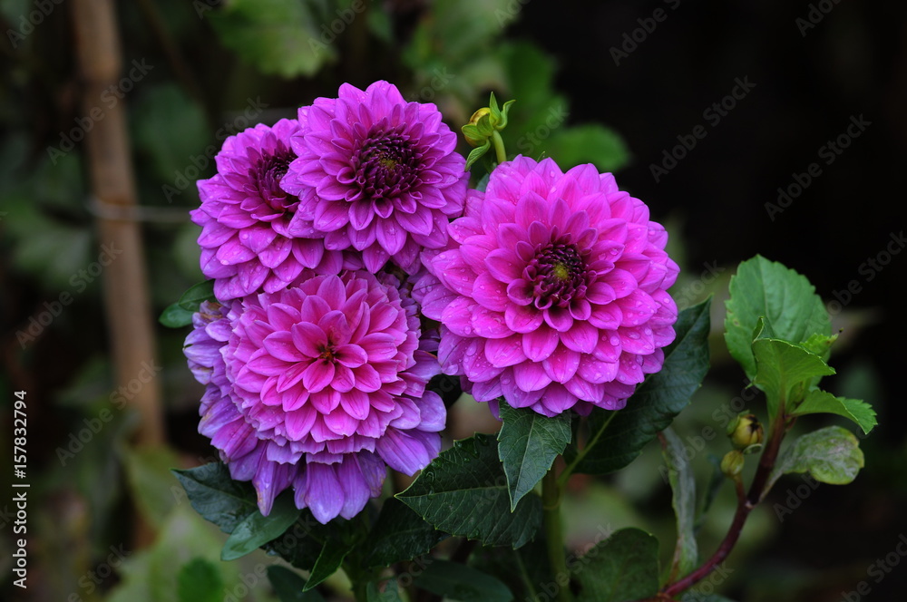 Obraz premium Dahlia is a genus of bushy, tuberous, herbaceous perennial plants native to Mexico. 