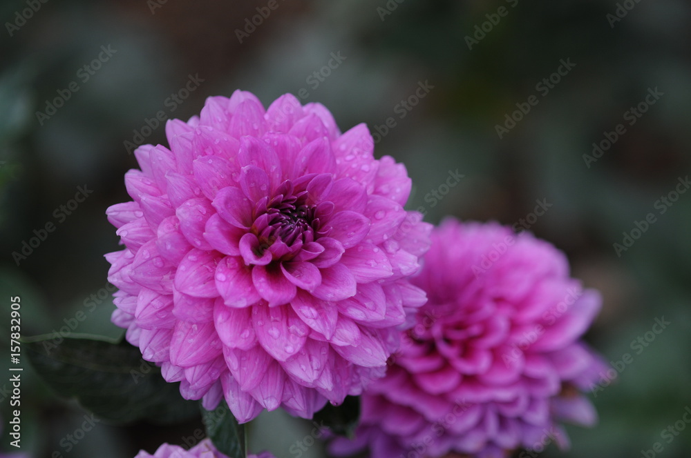 Dahlia is a genus of bushy, tuberous, herbaceous perennial plants native to Mexico. Dahlia is a genus of bushy, tuberous, herbaceous perennial plants native to Mexico.