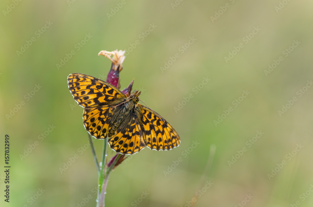 Fritillary sitting on flower Fritillary sitting on flower