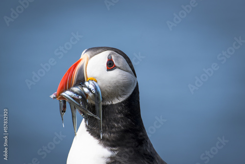 Mykines island, Faroe Islands, Denmark. Atlantic Puffin with catch in the beak.