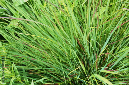 A bush of green grass with long thin leaves on a sunny day
