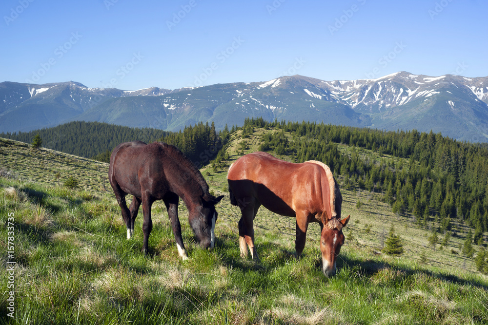 Wild horses in the Carpathians