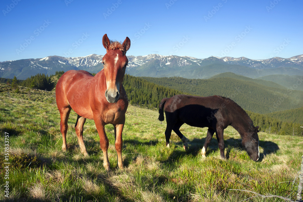 Fototapeta premium Wild horses in the Carpathians