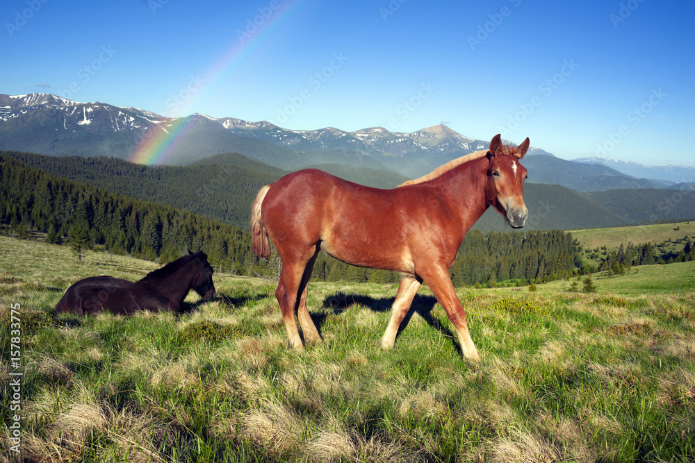 Wild horses in the Carpathians