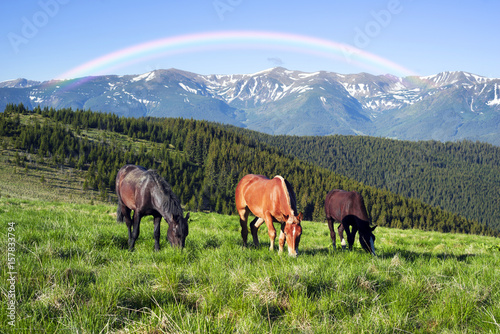Wild horses in the Carpathians © panaramka