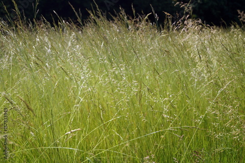 High green field grass with spikelets on a summer sunny day