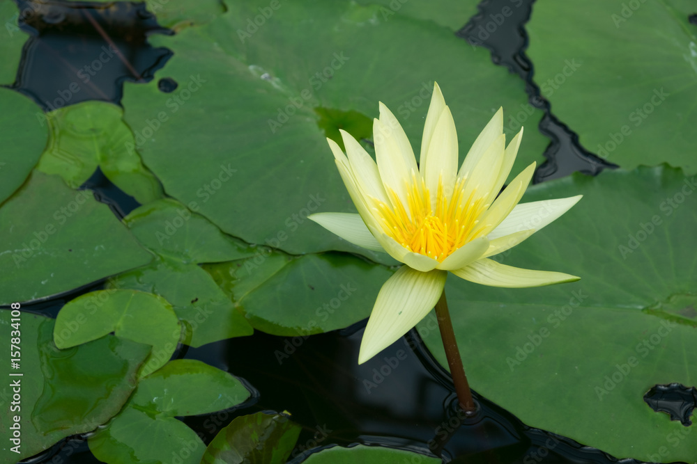 Close up of Lotus flowers in the pool Close up of Lotus flowers in the pool