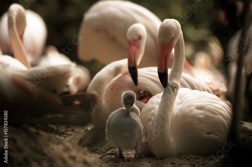 Flamingos Mother's relationship to the new born baby flamingo by take care and protect beside  baby bird, in family