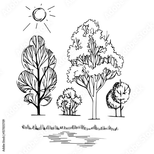 graphic illustration of trees on a white background