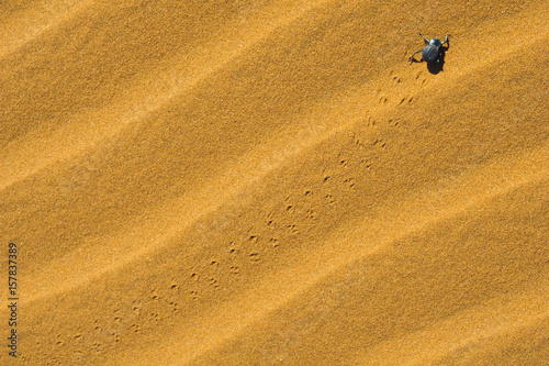 Sossusvlei, Namib desert, Namibia, Africa. Namib desert beetle. © ClickAlps