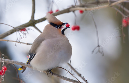 Bohemian Waxwing posing with a Viburnum berry in the beak photo