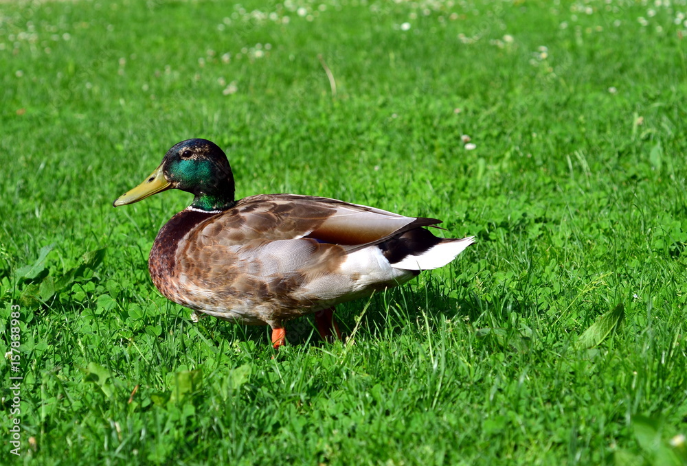 Obraz premium Erpel auf Wiese