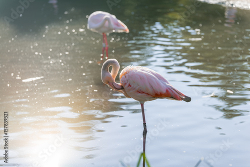 Flamingo standing in water