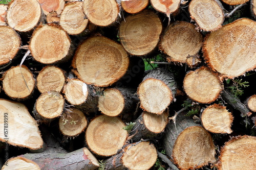 Cutted trees for firewood