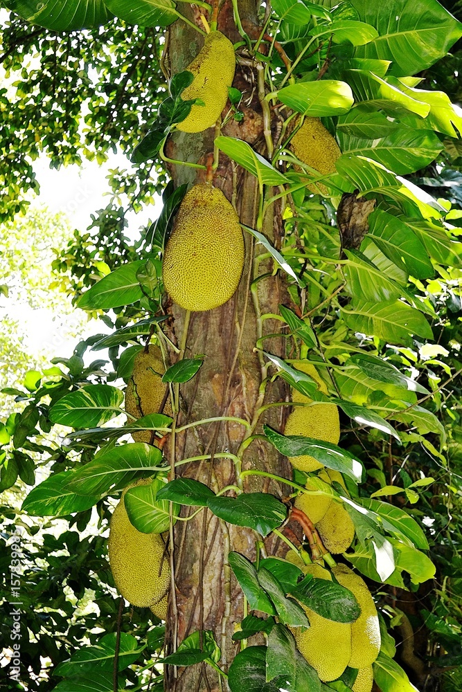 The jackfruit. Brazil The jackfruit. Brazil