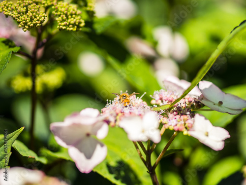 Bee feeding , flying and stingking on flowers in a park, outdoors, no people, with bokeh effect. photo