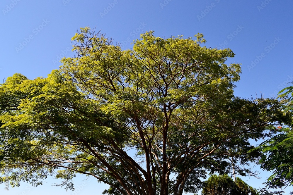 A tree with spreading branches. Brazil A tree with spreading branches. Brazil