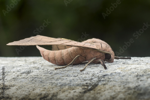 Ambulyx pryeri is a moth of the Sphingidae family photo