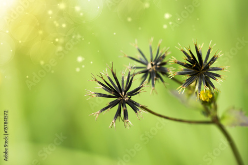 Close up black seeds of grass flowers.