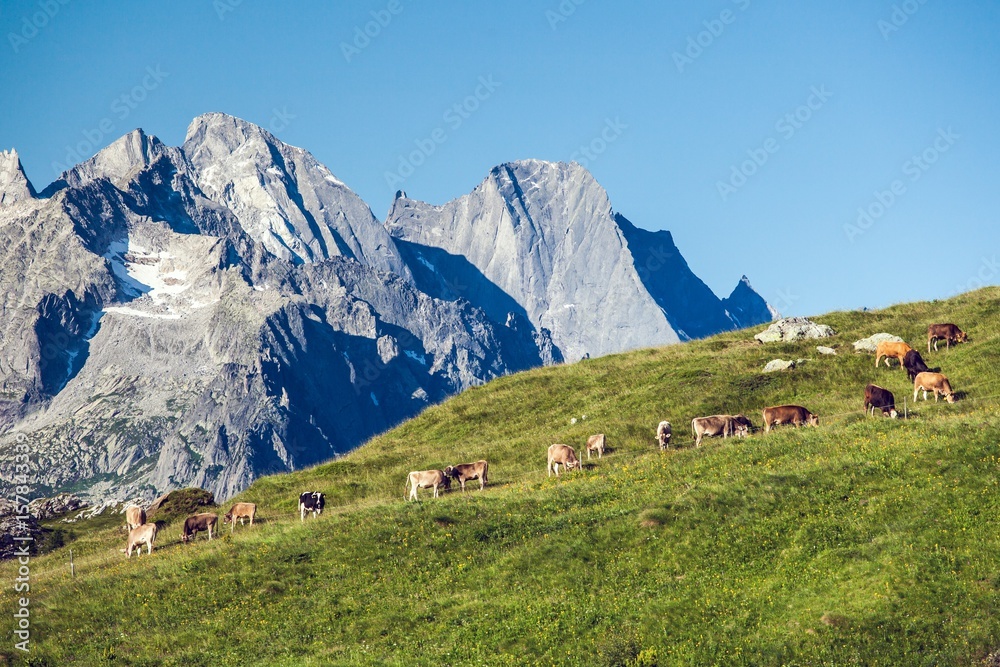 A herd of cows admiring the north wall of Pizzo Badile, Switzerland Europe