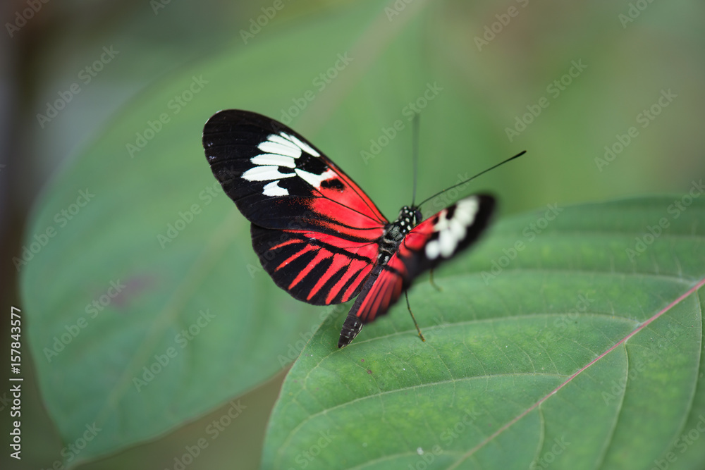 Fototapeta premium Butterfly