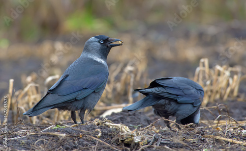 Western jackdaw posing while holding a piece of food in the beak